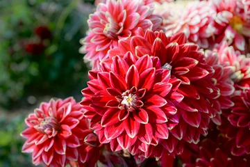 Foto op Plexiglas red dahlia flowers in garden © Elena Umyskova