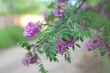 Acacia howittii flowers