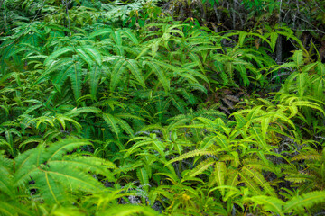 Green leaves of tropical plants bush