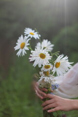 Fototapeta na wymiar Childrens hands holding a bouquet of daisies holding a bouquet of daisies
