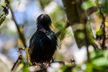 Selective focus photo. Starling bird on apple tree.
