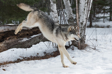 Grey Wolf (Canis lupus) Lands After Jumping Over Log Winter - 438844708