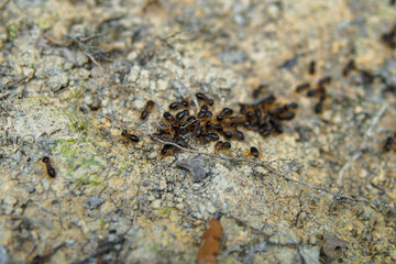 Background, ants running, ants cord, many ants fast on dirt road