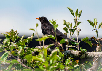 Funny Birds oriole striglitz wagtail blackbird beautiful  fly without wings