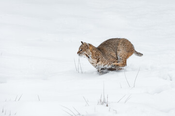 Bobcat (Lynx rufus) Runs Left Through Snow Winter