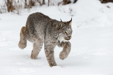 Canadian Lynx (Lynx canadensis) Stalking Right Winter - 438845146