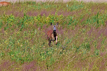 dzika natura jelonek  © Edward