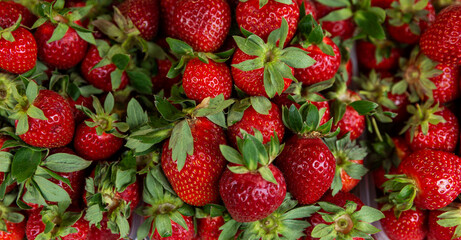 Lots of fresh bright strawberries on the market counter. Vitamins and healthy food. Top view. Background.