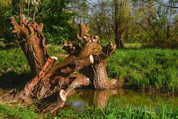 Fototapeta premium Stumps of willows by the mill stream. At Studenka. North Moravia. Europe.