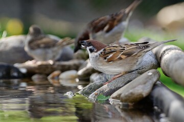 Three sparrows drinking water from a bird watering hole. Czechia. Europe.