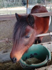 horse eating hay
