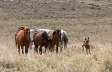 Wild Horses in Spring in the Utah Desert