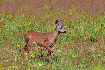 dzika natura jelonek © Edward