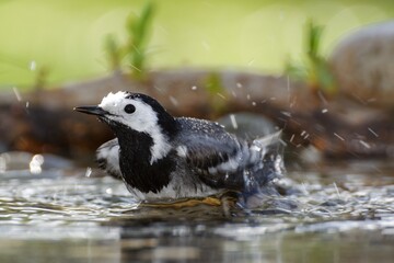 White wagtail, Motacilla alba bathes in the water of a bird watering hole. Czechia. Europe. 