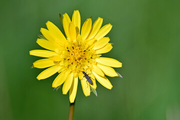 żółty kwiat z robakiem