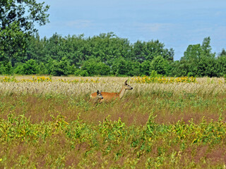 sarna z jelonkiem na zielonym polu © Edward
