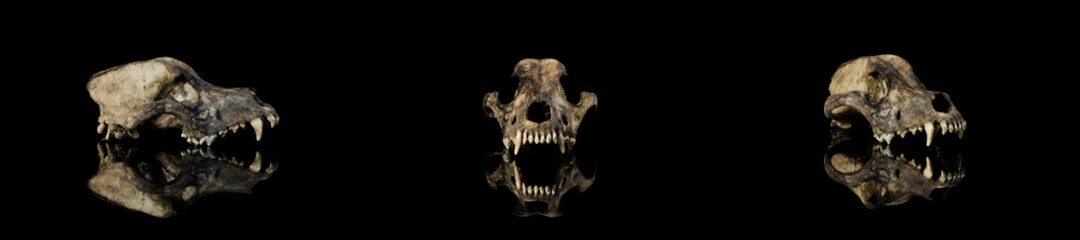 Set 3 view (face, side view, 3/4)  Ancient earthy animal dog skull, jawless, modern reflection with isolated black background.