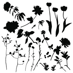 A set of silhouettes of different wildflowers. Spring and summer flowers.