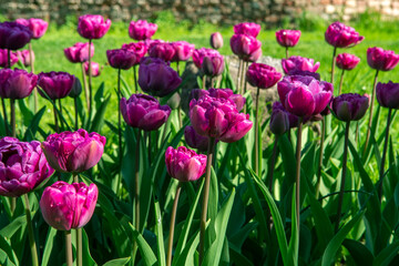 Beautiful purple tulip blooming in spring