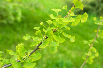 Fototapeta na wymiar Ginkgo biloba green leaves on a tree.