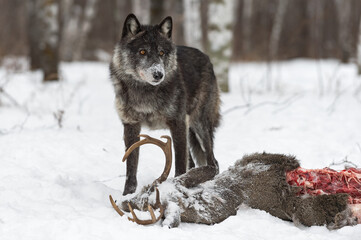 Black Phase Grey Wolf (Canis lupus) Stands Over Deer Carcass Winter