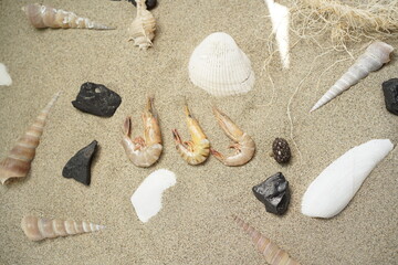 Fototapeta na wymiar clams and prawns on the beach sand