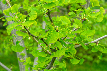 Fototapeta na wymiar Ginkgo biloba green leaves on a tree.