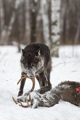 Obraz premium Black Phase Grey Wolf (Canis lupus) Sniffs at Antler of Deer Carcass Winter