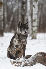 Black Phase Grey Wolf (Canis lupus) Sits at Deer Carcass Winter