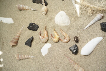 Fototapeta na wymiar clams and prawns on the beach sand