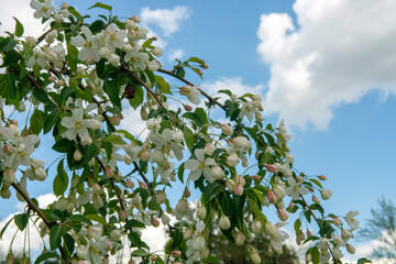 blossoming tree in spring