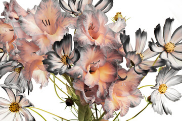 Fototapeta na wymiar gladiolus and mallow, bouquet on a white background, orange petals. tinted photo.
