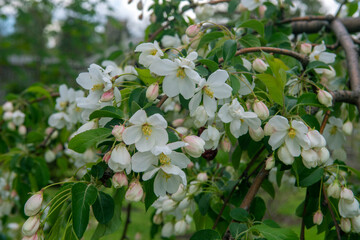 white flowers of apple