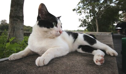 Gallant Side View of Cat near The Seaside
