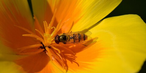 syrphe sur une Eschscholzia