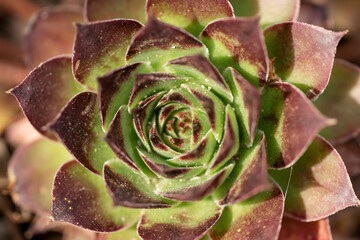 Closeup. Houseleek green and brown-red large and small rosettes