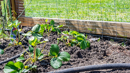 Garden with wire fencing to keep out rabbits. Strawberries planted in rows behind the fence with an...
