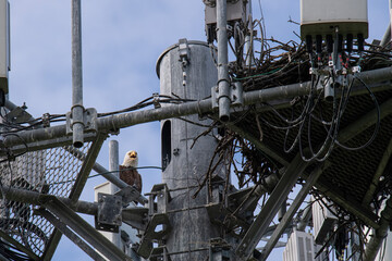 American bald eagle screeches sitting next to her nest atop a cell tower