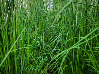 Fototapeta premium green grass background 