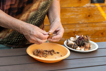 Peeling tulip bulbs before processing and drying