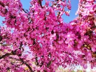 japanese cherry blossom flowers. Hanami at spring season in Japan.