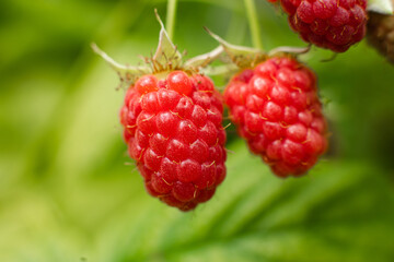 Raspberries in close up on green background.