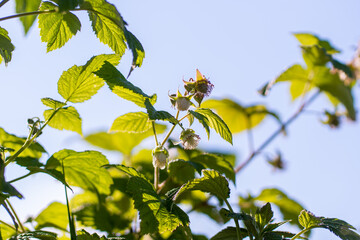 Flower on Red raspberry, Rubus idaeus, with bokeh background macro, shallow