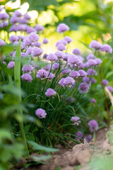 Fototapeta premium Purple chives plant in summer garden. Perfect healthy herb flowers. Chive blossom in back light.