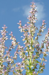  close- up of clary sage plants in garden on blue sky background