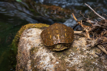 River turtle resting on a stone next to the water.