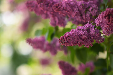 lilac flowers. Selective focus. bokeh. copy space