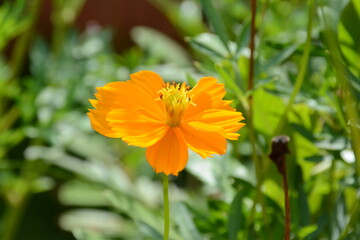 orange flower in the garden