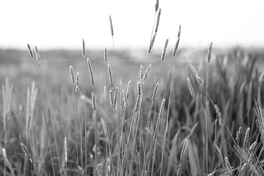 Polne rośliny, trawy. Zdjęcie monochromatyczne, czarno-białe.