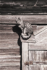 Domestic cat sitting on the window of an old Russian house